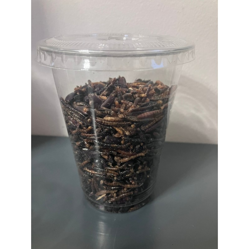 Mealworms 1